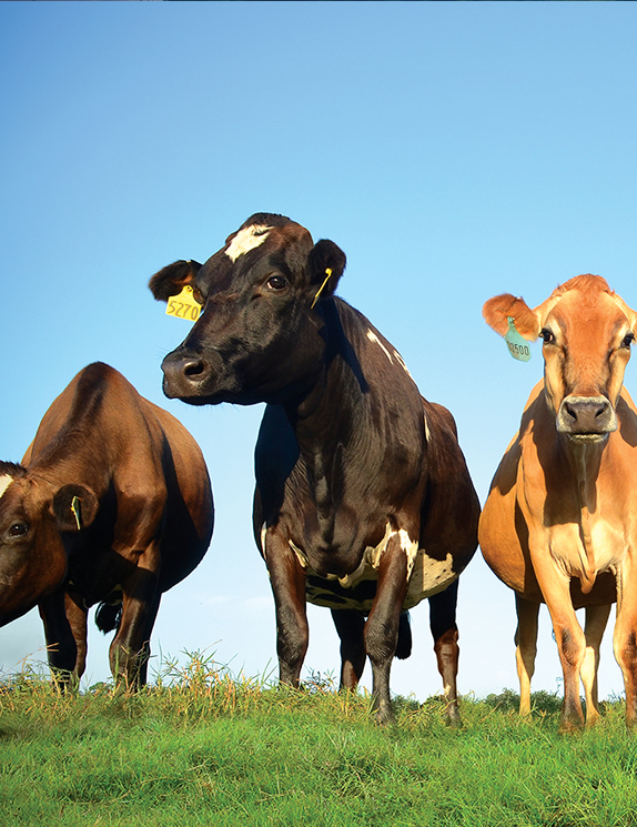Hayvan barınakları için buraya tıklayınız